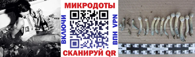 Псилоцибиновые грибы Psilocybine cubensis  Козловка 